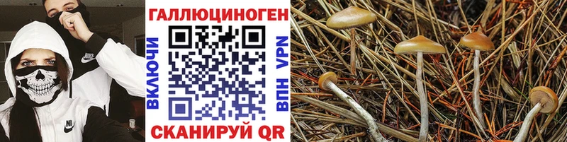 Псилоцибиновые грибы мухоморы  маркетплейс официальный сайт  Новошахтинск  блэк спрут зеркало 